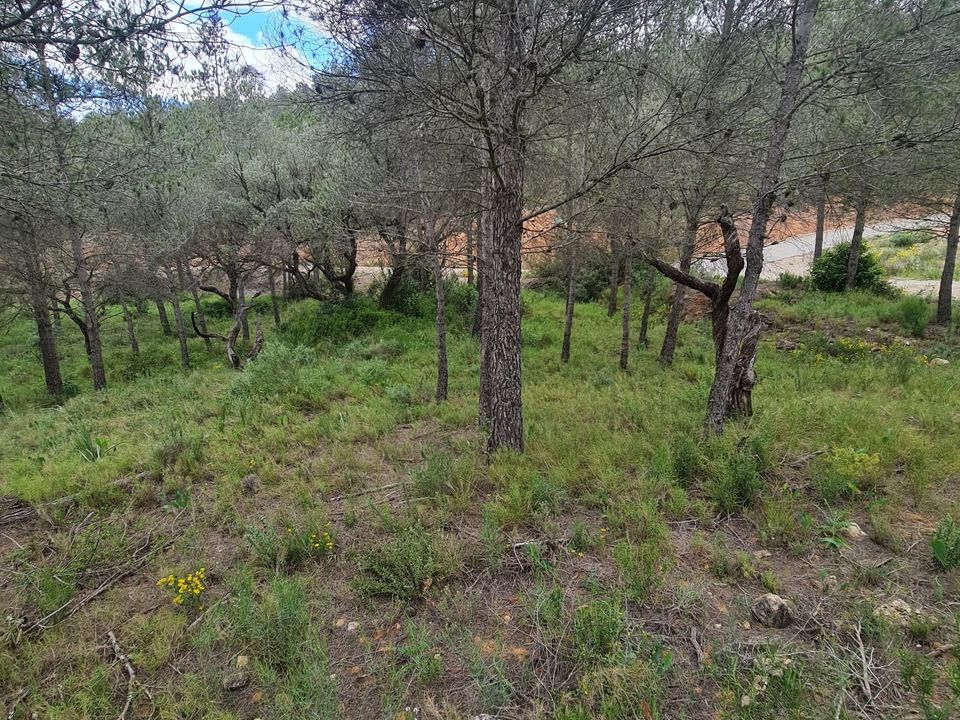 Landejendom i Asco, Tarragona - foto 2